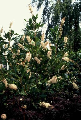 Clethra alnifolia 'Pink Spire' buske 40-50 cm