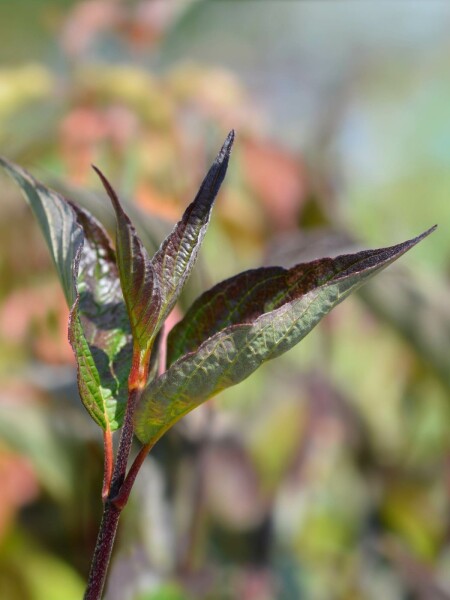 Cornus alba 'Kesselringii' buske 50-60 cm