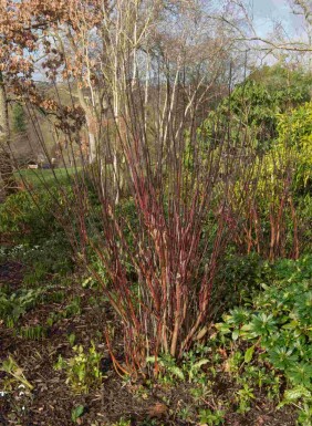 Cornus alba 'Kesselringii' buske 125-150 cm