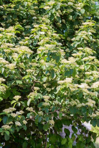 Cornus alternifolia buske 80-100 cm