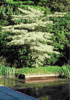 Cornus controversa 'Variegata' buske 150-175 cm
