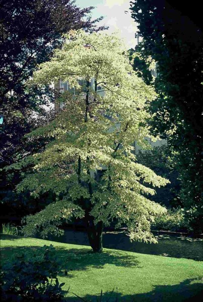 Cornus controversa 'Variegata' buske 125-150 cm