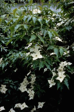 Cornus kousa buske 50-60 cm
