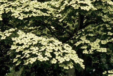 Cornus kousa buske 50-60 cm