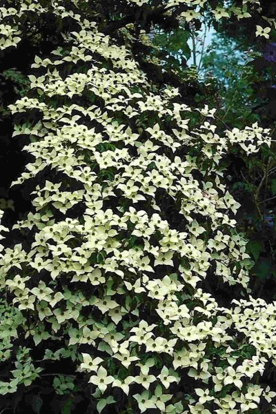 Cornus kousa buske 80-100 cm