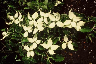 Cornus kousa buske 80-100 cm