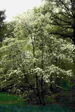 Cornus kousa buske 100-120 cm