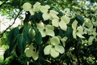 Cornus kousa 'China Girl' buske 60-80 cm