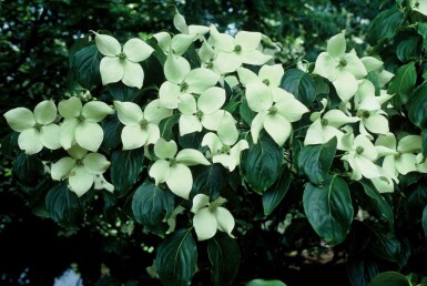 Cornus kousa 'China Girl' buske 60-80 cm