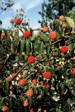 Cornus kousa 'China Girl' buske 125-150 cm