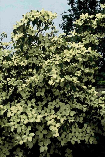 Cornus kousa 'China Girl' buske 150-175 cm