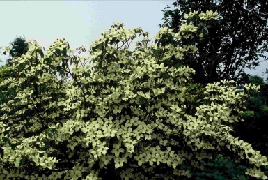 Cornus kousa 'China Girl' buske 150-175 cm