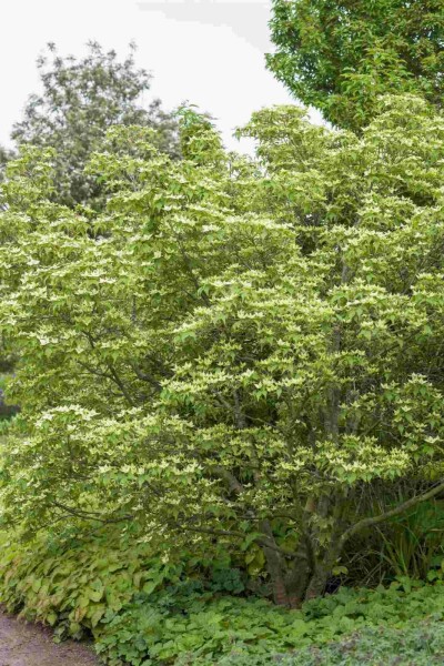 Cornus kousa chinensis buske 40-60 cm
