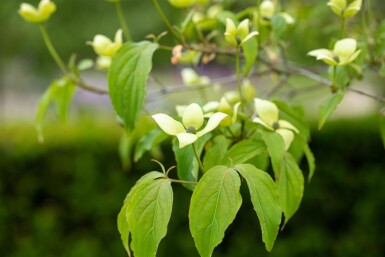 Cornus kousa chinensis buske 40-60 cm