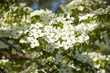 Cornus kousa chinensis buske 40-60 cm