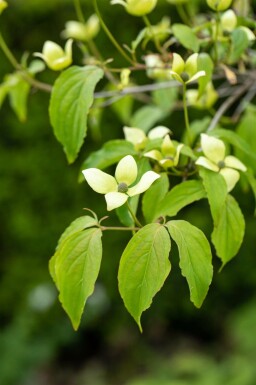 Cornus kousa chinensis buske 80-100 cm
