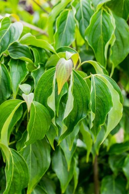 Cornus kousa chinensis buske 125-150 cm