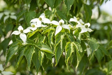 Cornus kousa 'Milky Way' buske 60-80 cm