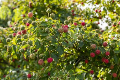 Cornus kousa 'Milky Way' buske 60-80 cm