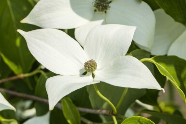 Cornus kousa 'Milky Way' buske 125-150 cm