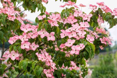 Cornus kousa 'Satomi' buske 60-80 cm