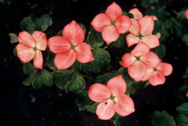 Cornus kousa 'Satomi' buske 80-100 cm