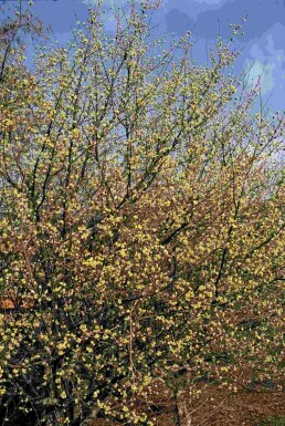 Cornus mas buske 60-80 cm