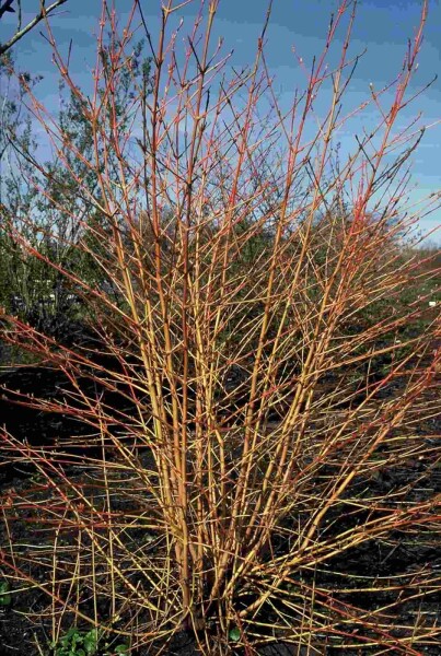 Cornus sanguinea 'Midwinter Fire' buske 150-175 cm