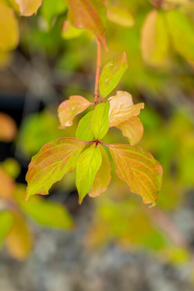 Cornus sanguinea 'Winter Beauty' buske 40-60 cm