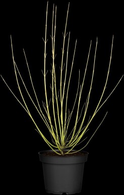 Cornus sericea 'Flaviramea' buske 40-60 cm