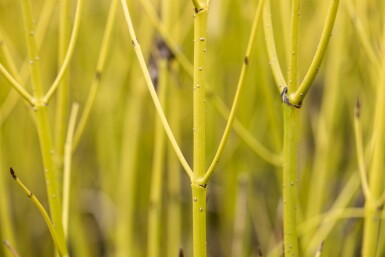 Cornus sericea 'Flaviramea' buske 60-80 cm