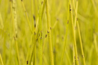 Cornus sericea 'Flaviramea' buske 80-100 cm