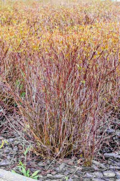 Cornus sericea 'Kelseyi' buske 30-40 cm