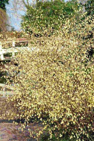Corylopsis pauciflora buske 30-40 cm
