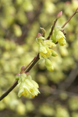 Corylopsis pauciflora buske 30-40 cm
