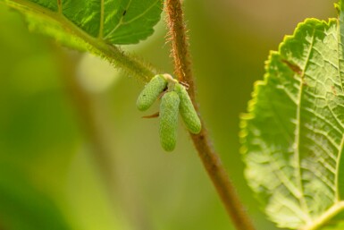 Corylus avellana buske 30-50 cm