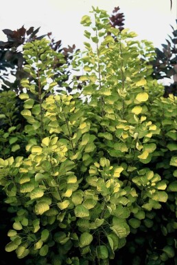 Cotinus coggygria 'Golden Spirit' buske 30-40 cm