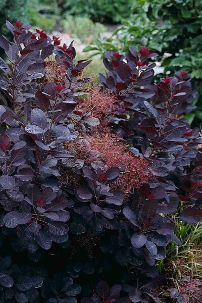Cotinus coggygria 'Royal Purple' buske 40-60 cm