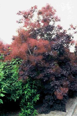 Cotinus coggygria 'Royal Purple' buske 40-50 cm