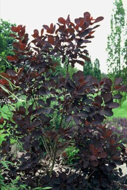 Cotinus coggygria 'Royal Purple' buske 100-125 cm
