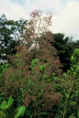 Cotinus coggygria 'Young Lady' buske 50-60 cm