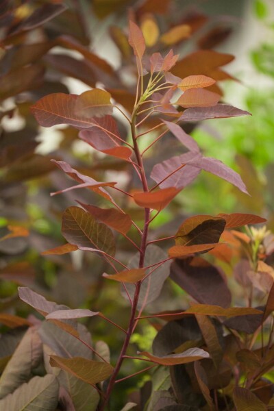 Perukbuske Cotinus 'Grace' buske 100-125 C7,5 Cotinus 'Grace' buske 100-125 cm