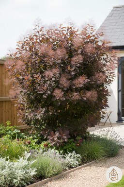 Cotinus 'Grace' buske 125-150 cm