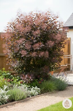 Cotinus 'Grace' buske 125-150 cm
