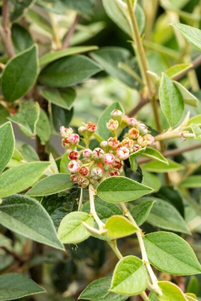 Cotoneaster franchetii buske 40-50 cm