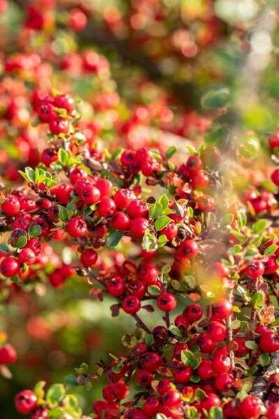 Cotoneaster horizontalis buske 30-40 cm