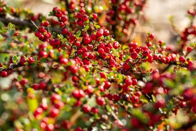 Cotoneaster horizontalis buske 30-40 cm
