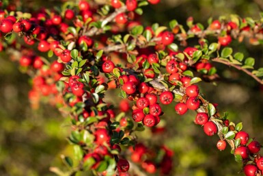 Cotoneaster horizontalis buske 50-60 cm