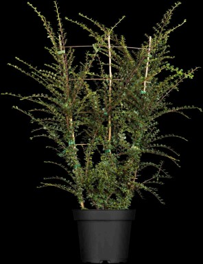 Cotoneaster horizontalis buske 50-60 cm