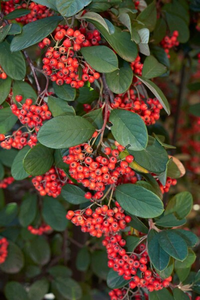 Cotoneaster lacteus buske 60-80 cm